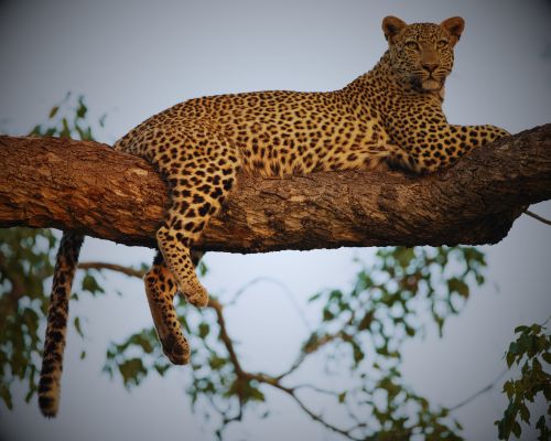 Tadoba